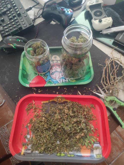 14-14 Amnesia Fast CBD "GB Strains" FEM. Week 28