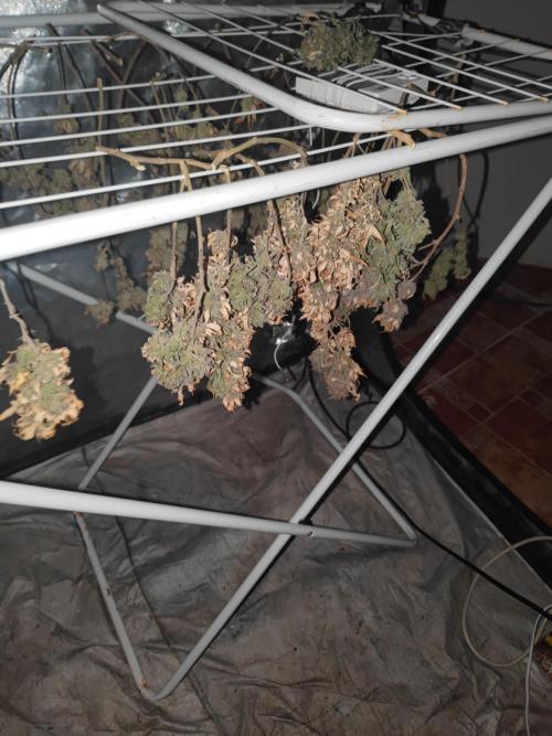 14-14 Amnesia Fast CBD "GB Strains" FEM. Week 28