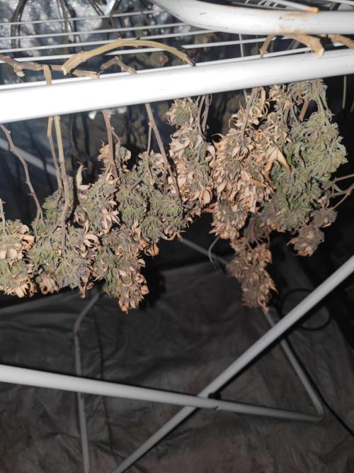 14-14 Amnesia Fast CBD "GB Strains" FEM. Week 28