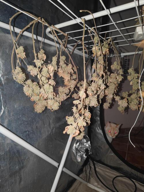 14-14 Platinum OG "GB Strains" FEM. Week 28