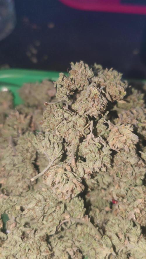 14-14 Platinum OG "GB Strains" FEM