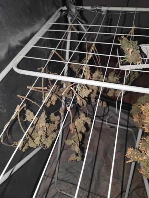 14-14 Platinum OG "GB Strains" FEM. Week 28