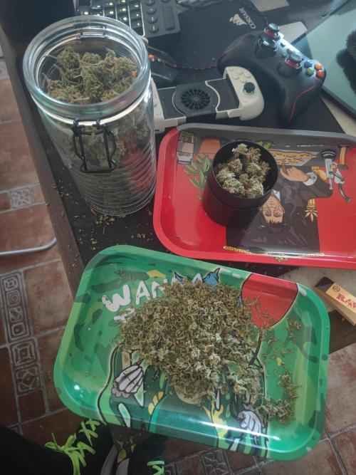 14-14 Platinum OG "GB Strains" FEM. Week 28