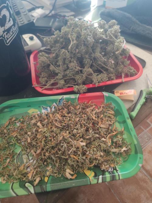 14-14 Platinum OG "GB Strains" FEM. Week 28