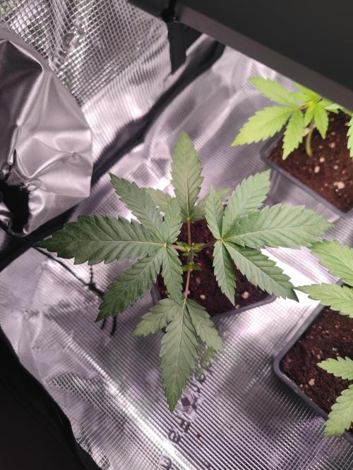 CRITICAL FEM "GB SEEDS". Week 4