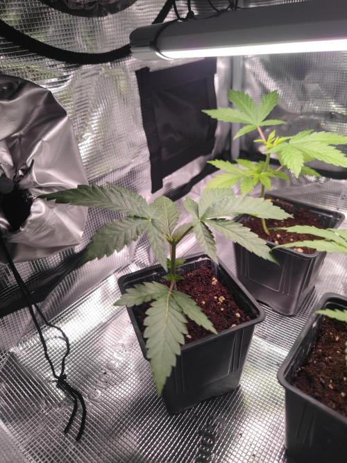 CRITICAL FEM "GB SEEDS". Week 4