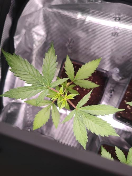 Pakistan Valley Early Version FEM "WoS". Week 4