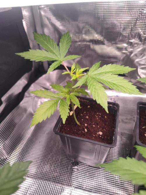 Pakistan Valley Early Version FEM "WoS". Week 4