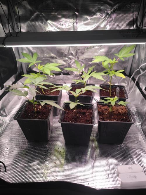 Pakistan Valley Early Version FEM "WoS". Week 4