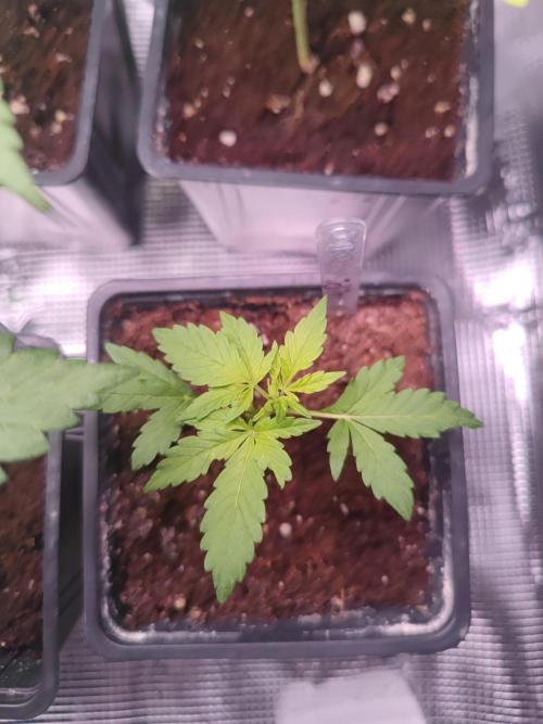 Hash Plant REG Sensi Seeds. Week 4