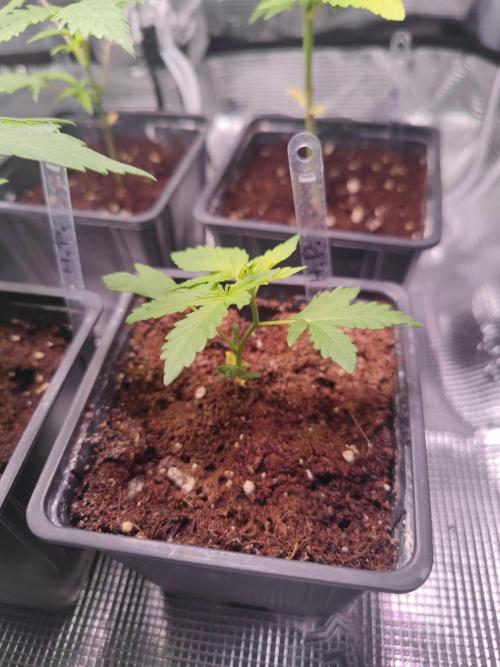 Hash Plant REG Sensi Seeds. Week 4