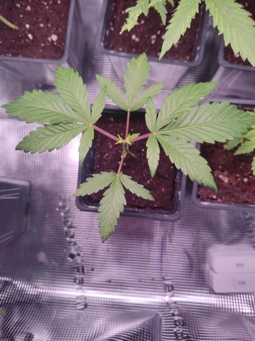 Hash Plant REG Sensi Seeds. Week 4