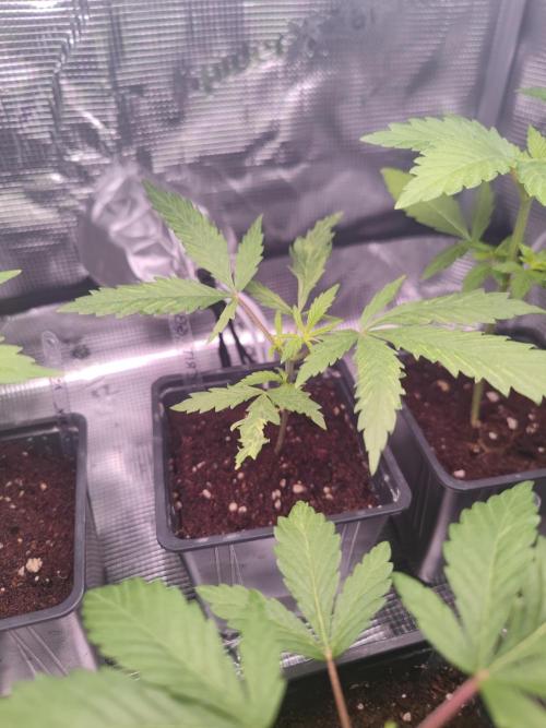 Kritical GB FEM "GB SEEDS". Week 4