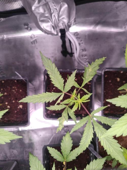 Kritical GB FEM "GB SEEDS". Week 4