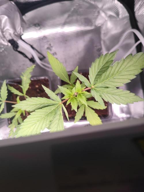 Oreoz FEM "GB SEEDS". Week 4