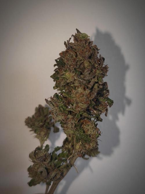 14-14 Blue Zushi L.E. "Grower Choice". Week 28