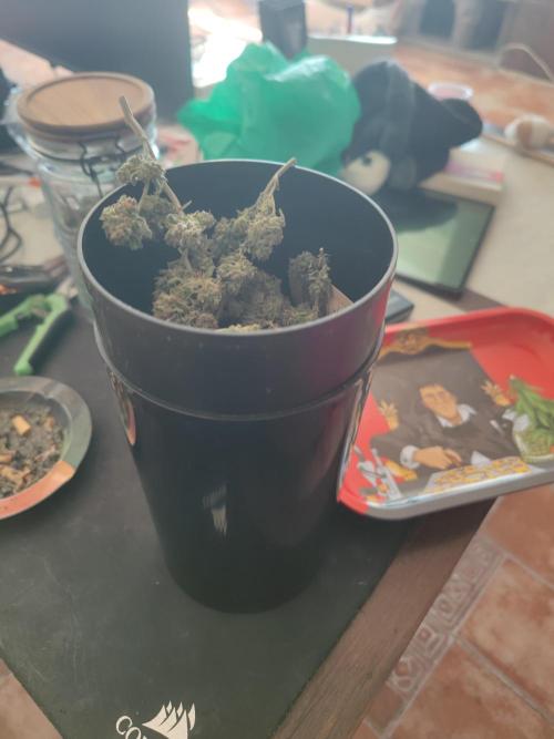 14-14 Blue Zushi L.E. "Grower Choice". Week 28