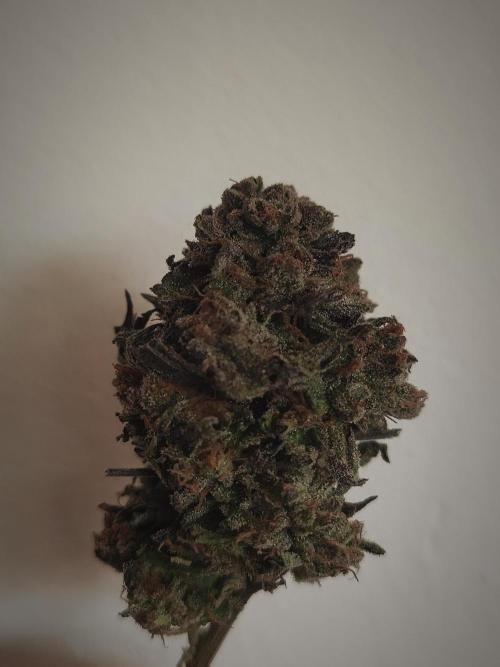 14-14 Blue Zushi L.E. "Grower Choice". Week 28