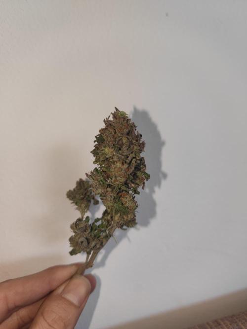 14-14 Blue Zushi L.E. "Grower Choice". Week 28