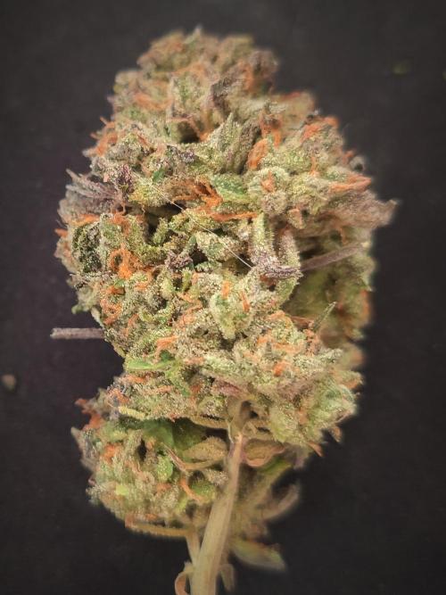 14-14 Blue Zushi L.E. "Grower Choice". Week 28