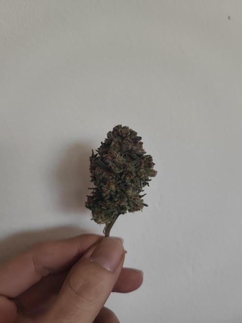 14-14 Blue Zushi L.E. "Grower Choice". Week 28