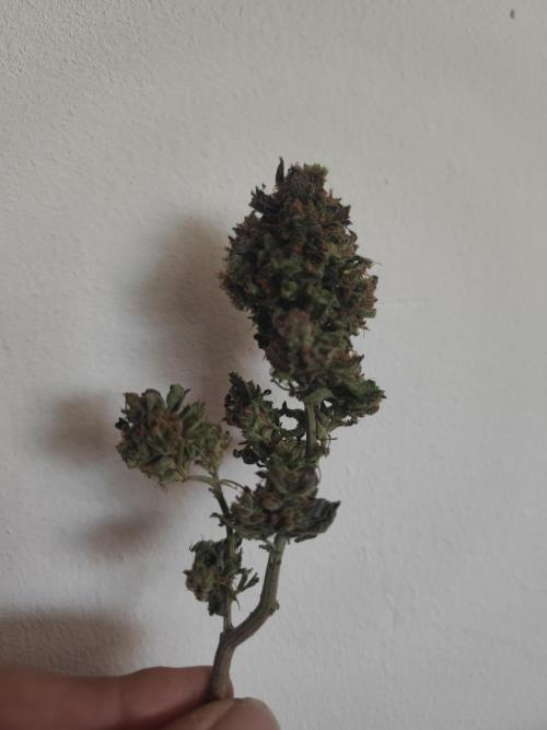 14-14 Blue Zushi L.E. "Grower Choice". Week 28