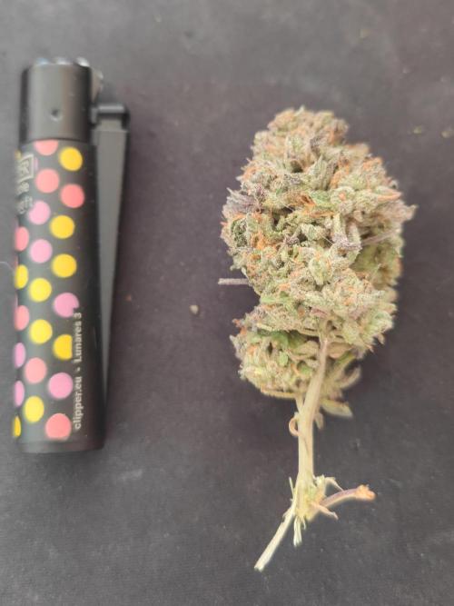 14-14 Blue Zushi L.E. "Grower Choice". Week 28