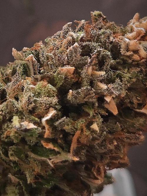 14-14 Amnesia Fast CBD "GB Strains" FEM. Week 28