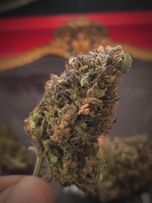 14-14 Amnesia Fast CBD "GB Strains" FEM. Week 28