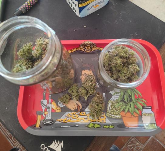 14-14 Amnesia Fast CBD "GB Strains" FEM. Week 28