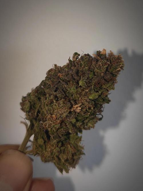 14-14 Amnesia Fast CBD "GB Strains" FEM. Week 28