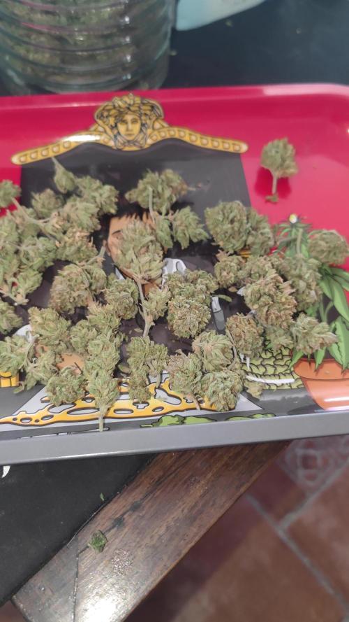 14-14 Platinum OG "GB Strains" FEM
