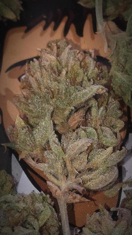 14-14 Platinum OG "GB Strains" FEM. Week 28