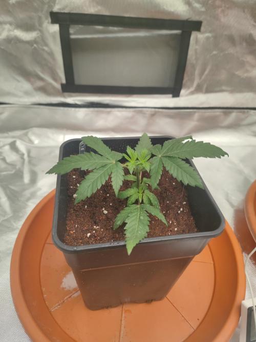 14/14 CRITICAL FEM "GB STRAINS". Week 4