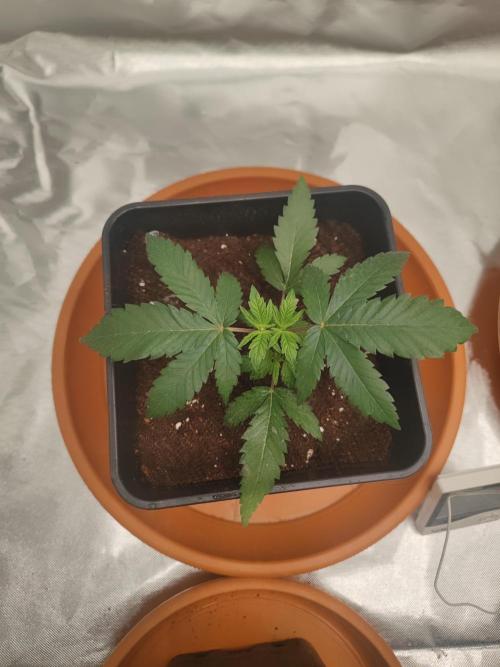 14/14 CRITICAL FEM "GB STRAINS". Week 4