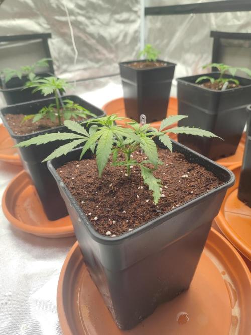 14/14 Kritical GB FEM "GB STRAINS". Week 4