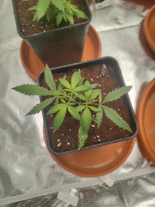 14/14 Kritical GB FEM "GB STRAINS". Week 4