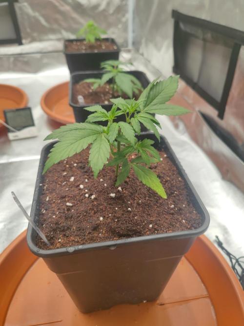 14/14 Oreoz FEM "GB SEEDS". Week 4