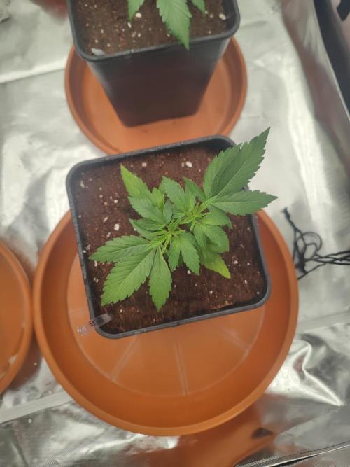 14/14 Oreoz FEM "GB SEEDS". Week 4