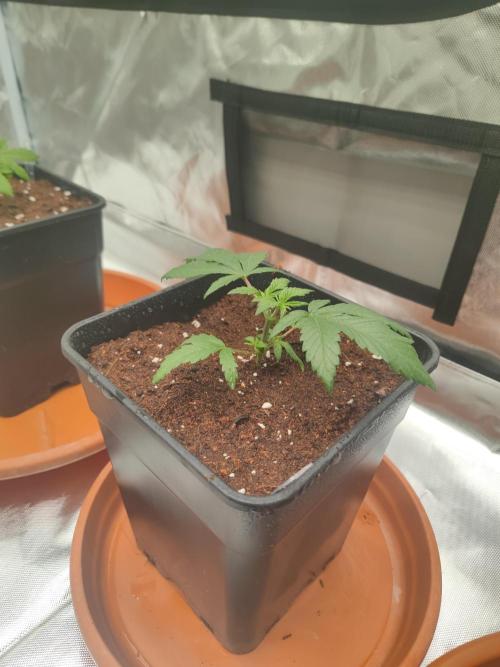 Hash Plant REG Sensi Seeds. Week 4