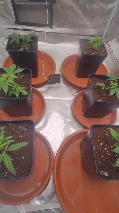♂️ Hash Plant REG Sensi Seeds Macho