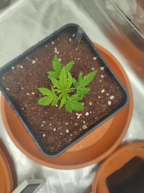 Hash Plant REG Sensi Seeds. Week 4