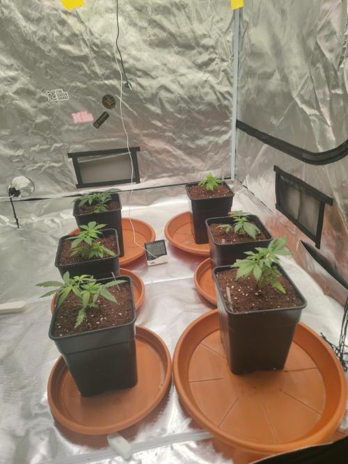 Hash Plant REG Sensi Seeds. Week 4