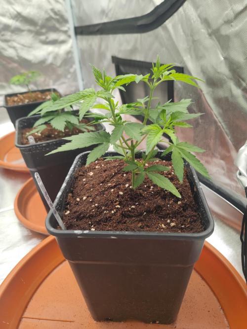 14/14 Oreoz FEM "GB SEEDS". Week 5