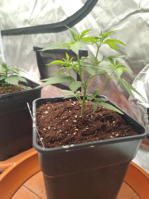 14/14 Oreoz FEM "GB SEEDS". Week 5
