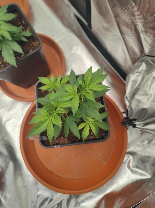 14/14 Oreoz FEM "GB SEEDS". Week 5