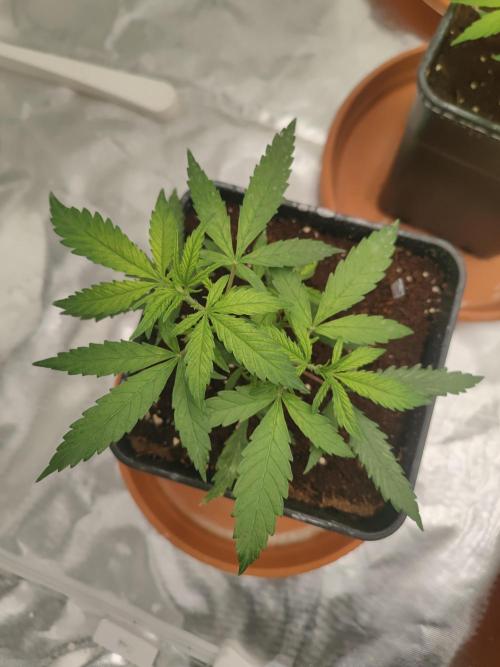 14/14 Kritical GB FEM "GB STRAINS". Week 5