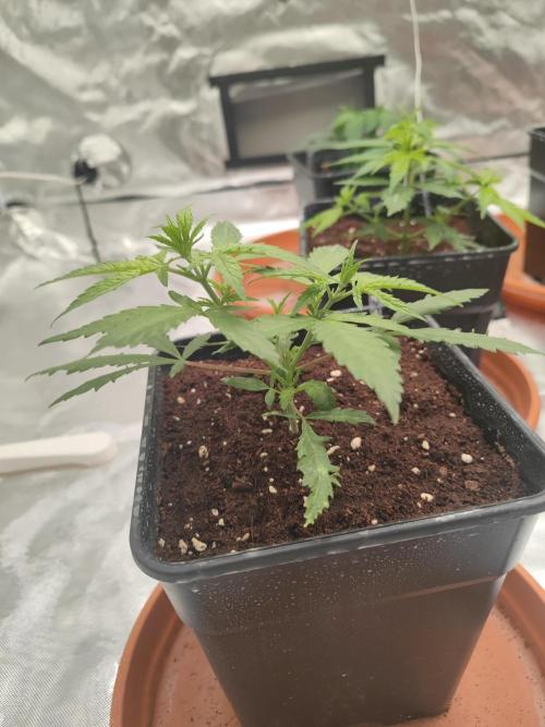 14/14 Kritical GB FEM "GB STRAINS". Week 5