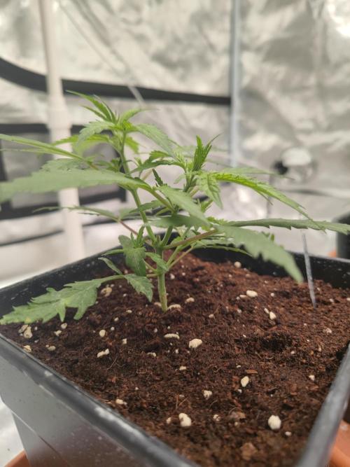 14/14 Kritical GB FEM "GB STRAINS". Week 5