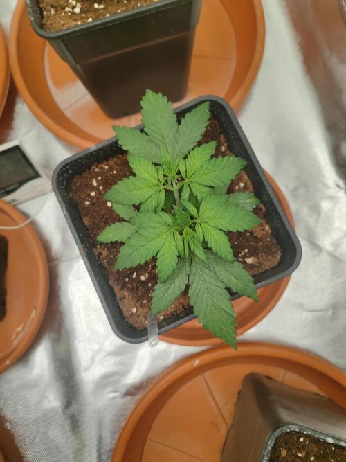 ♂️ Hash Plant REG Sensi Seeds Macho. Week 5